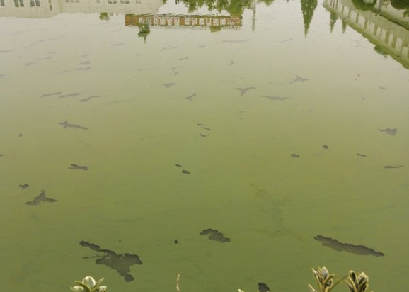 南京市上海鐵路局橋工段大院魚塘藍藻爆發治理項目